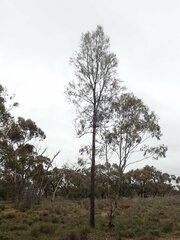 Allocasuarina luehmannii