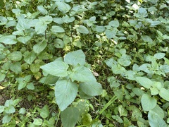 Ageratum houstonianum