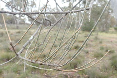 Allocasuarina luehmannii