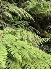 Diplazium sandwichianum