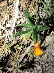 Diplacus longiflorus