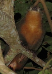 Aotus nigriceps