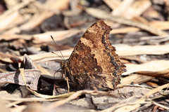 Nymphalis xanthomelas