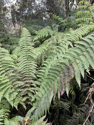 Dryopteris subbipinnata observed 2022-11-05