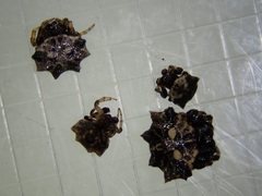Thelacantha brevispina