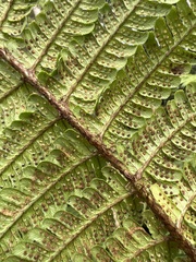 Dryopteris subbipinnata