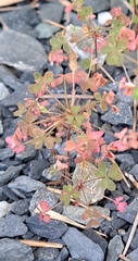 Oxalis corniculata