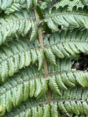 Dryopteris subbipinnata