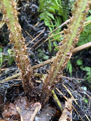 Dryopteris subbipinnata
