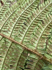Dryopteris subbipinnata