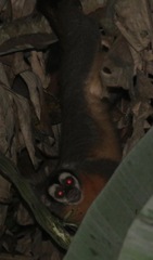 Aotus nigriceps