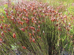 Willdenowia glomerata