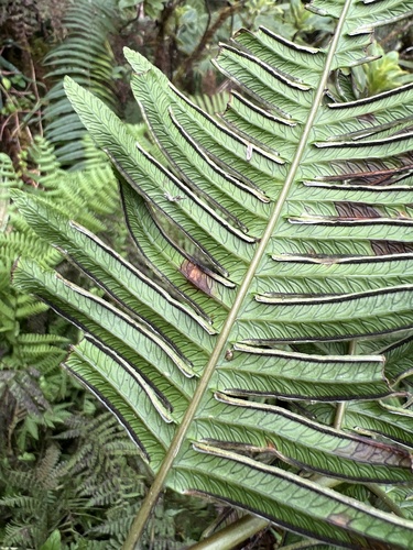 Pteris terminalis observed 2022-11-05