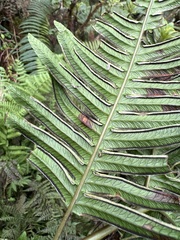 Pteris terminalis