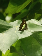 Polyura athamas