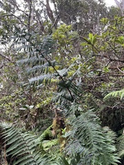 Pteris terminalis