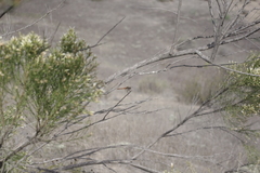 Sympetrum semicinctum occidentale