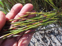 Willdenowia glomerata