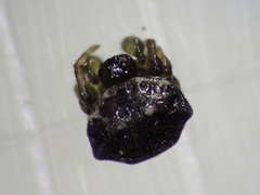 Thelacantha brevispina