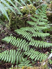 Dryopteris unidentata paleacea