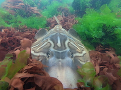 Trygonorrhina dumerilii