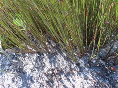 Willdenowia glomerata