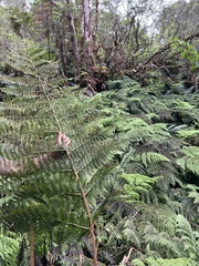 Dryopteris unidentata paleacea