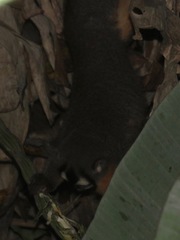 Aotus nigriceps