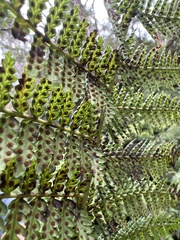 Dryopteris unidentata paleacea
