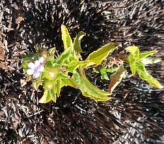Teedia lucida