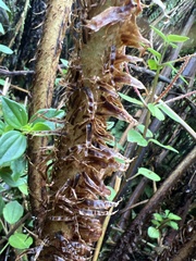 Dryopteris unidentata paleacea