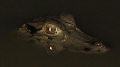Melanosuchus niger