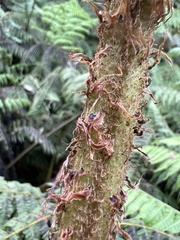 Dryopteris unidentata paleacea