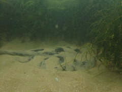 Trygonoptera imitata