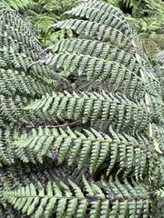 Dryopteris unidentata paleacea