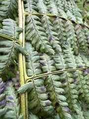 Dryopteris unidentata paleacea