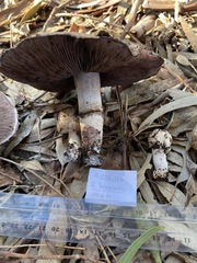 Agaricus boisseletii