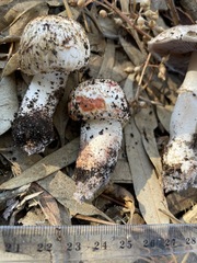 Agaricus boisseletii