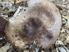 Agaricus boisseletii