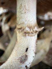 Agaricus boisseletii