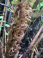 Dryopteris unidentata paleacea