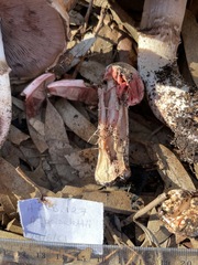 Agaricus boisseletii