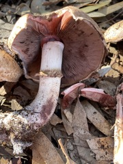 Agaricus boisseletii