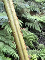 Dryopteris unidentata paleacea