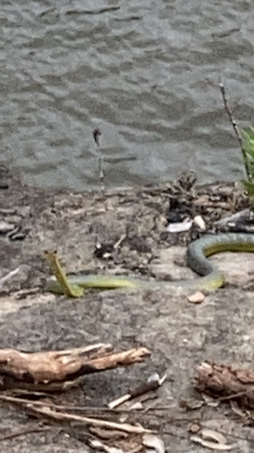 Common Tree Snake sighting
