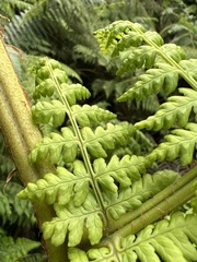 Dryopteris unidentata paleacea