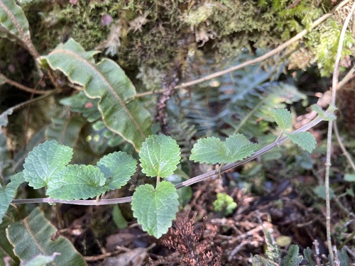 Stenogyne rotundifolia observed 2022-11-05