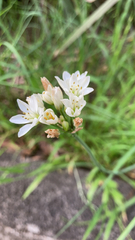 Nothoscordum