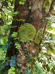 Coenogonium implexum