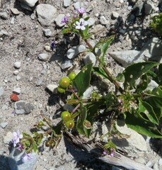 Teedia lucida